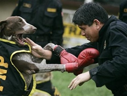 Bu da uçan boksör köpek