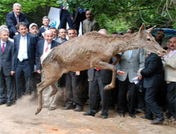 Ceylanlar uydudan izlenecek