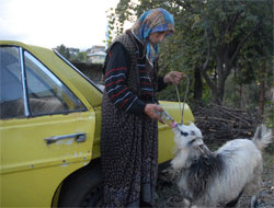 Bak şu sosyete keçinin yaptığına